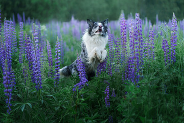 dog in lupine. Marble border collie in nature. Lovely pet in flowers.