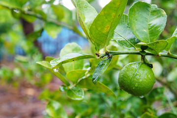 Thai green lemon Tree on a rainy day.
