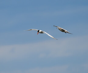Fototapeta na wymiar Caspian Tern and Ring-billed Gull Flying on Blue Sky