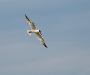 Caspian Tern Flying on Blue Sky