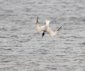 Caspian Tern Diving for the Fish
