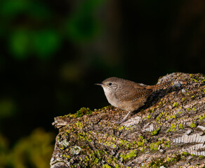 House Wren  Standing on the Log on Dark Green Background