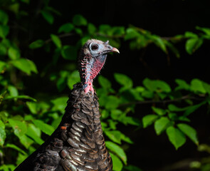 Eastern Wild Turkey Closeup Portrait  on Black Background