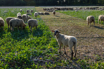 Selected focus at single standing sheep and background flock of Sheep grazing on meadow on countryside of Germany.