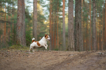 red and white dog runs in a pine forest. little active jack russell plays in nature. 