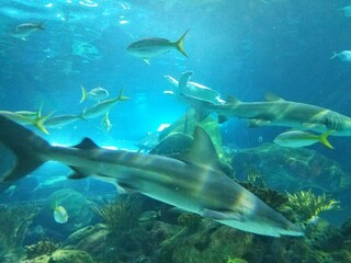 Fototapeta premium small shark swimming by fish 