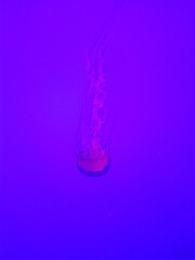 single jellyfish in neon light 
