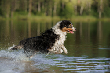 dog jumps into the water. An active pet on the lake. Tricolor australian shepherd 