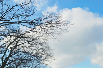 冬　木　空　雲　素材