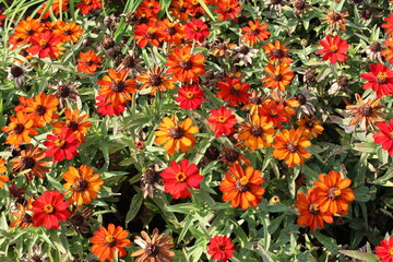 orange flowers background