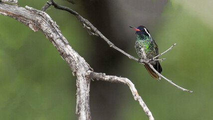 Fototapeta premium White-Eared Hummingbird in Arizona