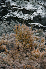 Snow covered trees in autum colours in the mountains
