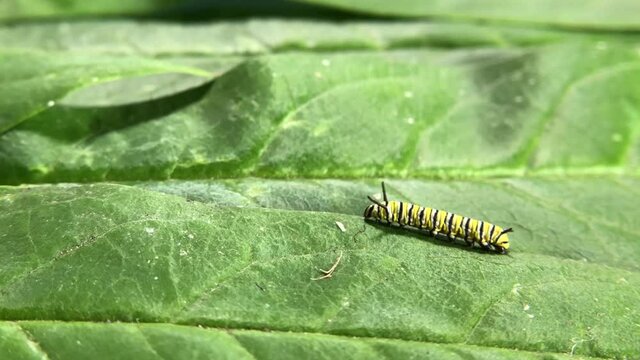 4K HD video of a monarch caterpillar on a milkweed leaf, moving left to right, moving head back and forth as it walks

