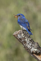 Male Western Bluebird with mealworms on a broken branch