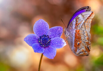 Macro shots, Beautiful nature scene. Closeup beautiful butterfly sitting on the flower in a summer garden.

