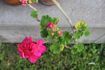 flowers on a wooden background