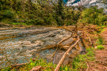  Tangled Wood Rapids