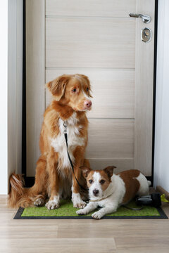 two dogs are sitting at the door and waiting for a walk outside. Nova Scotia Duck Tolling Retriever and a Jack Russell Terrier. 