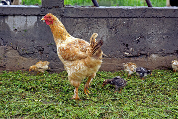 gallina con pollitos en granja 
