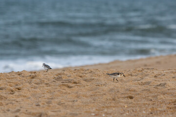sandpiper birds on coastal beach