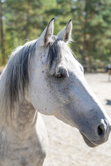 muzzle of a gray horse close-up, white horse eyes portrait