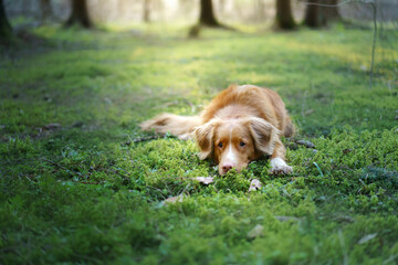 dog in forest lies on the moss . Nova Scotia Duck Tolling Retriever in nature. red toller 