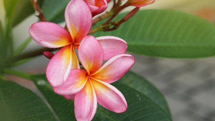 Fototapeta premium Beautiful Plumeria Frangipani Flower - Nature Background