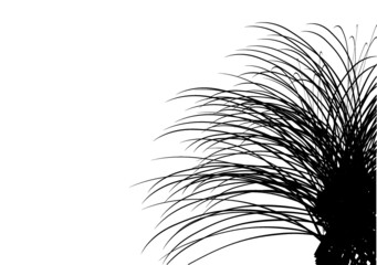 Purei, New Zealand Carex Secta grass tussock drawing