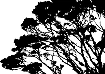 Tawhai New Zealand native Beech Tree