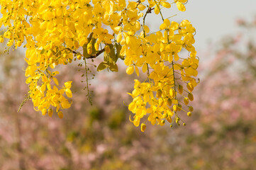 yellow flowers in spring