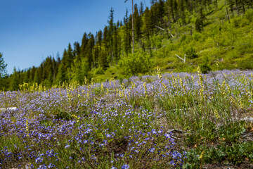 Alpine Forget me nots wildflowers on a hillside
