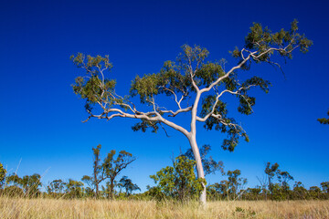 Porcupine Gorge, Queensland, Australia. Gum Tree with blue sky.