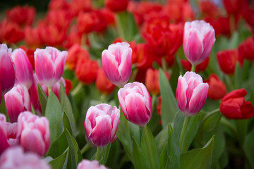 Colorful Tulip flower background in the garden, bloom in a garden