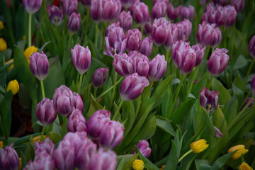 Colorful Tulip flower background in the garden, bloom in a garden