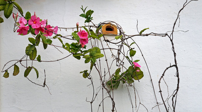Pink Mandevilla Flowers, Rocktrumpet flowers