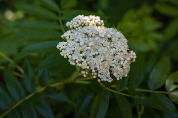 Elderberry flower clusters close-up