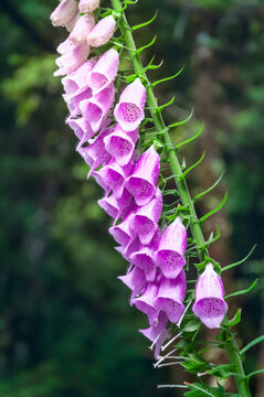 Raindrops on a Wild Foxglove -Digitalis purpurea- flower close up on a blurred forest background, at Haast Pass in Mount Aspiring National Park, Otago Region, in New Zealand's Southern Alps.