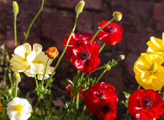 Delicate bright colored double flowered Anemone a genus of 120 species of flowering plants in the family Ranunculaceae, native to the temperate zones ,add color to the winter and spring landscape. © allymoon
