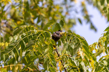  The eastern American black walnut. North American native plant.