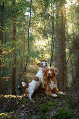 two dogs together in the forest. Nova Scotia Duck Tolling Retriever Jack Russell Terrier in nature. Pet friendship. 