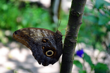 Pereira, Colombia - Bonita Farm Mariposa (Butterfly)