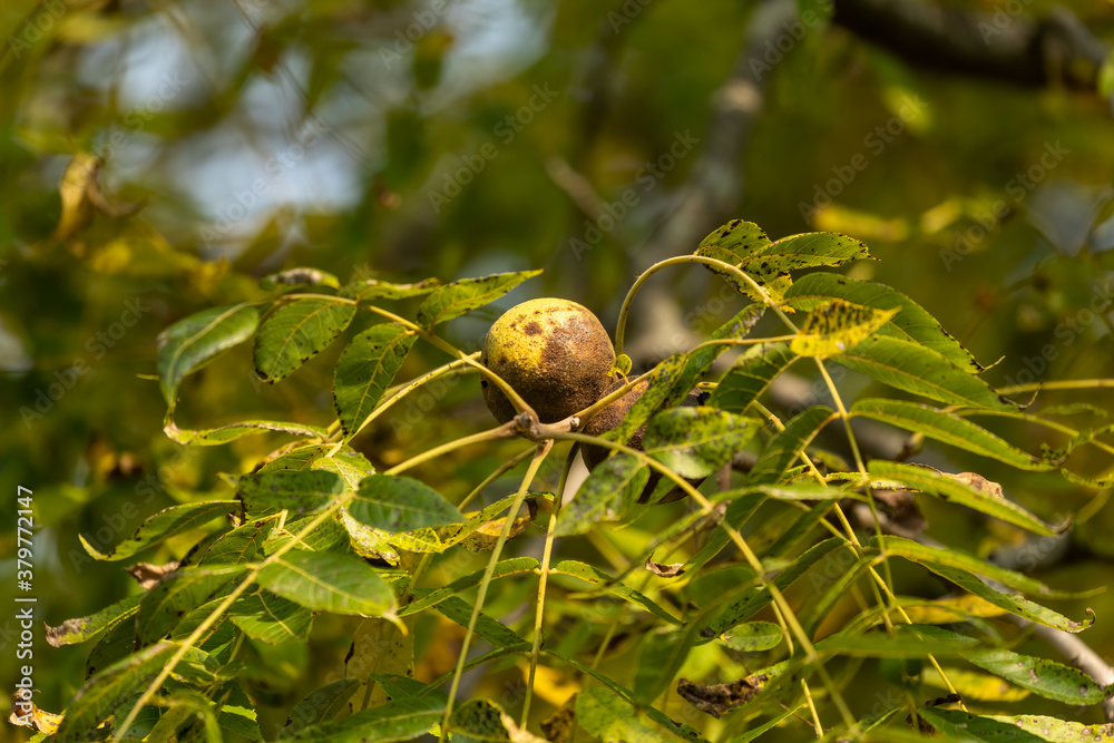 Poster  The eastern American black walnut. North American native plant.