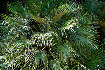 Green palm tree foliage at the garden