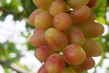 Green grapes in the vineyard