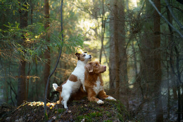 two dogs together in the forest. Nova Scotia Duck Tolling Retriever Jack Russell Terrier in nature. Pet friendship. 