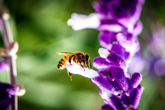Honey Bee on Pink and Purple Flowers in the Garden