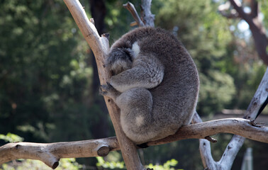 An Australian Koala (Phascularctos cinereus).