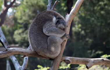 An Australian Koala (Phascularctos cinereus).