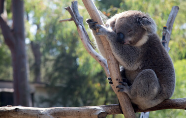 An Australian Koala (Phascularctos cinereus).