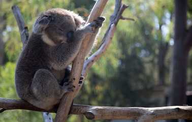 An Australian Koala (Phascularctos cinereus).